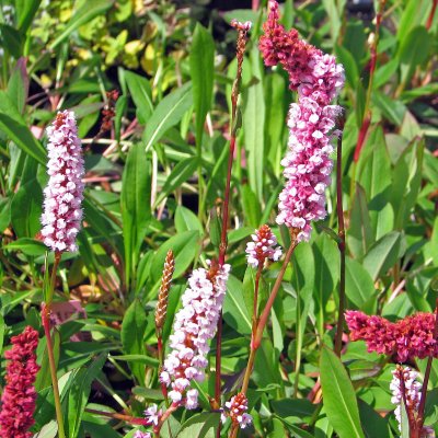 Bistorta affinis Superba