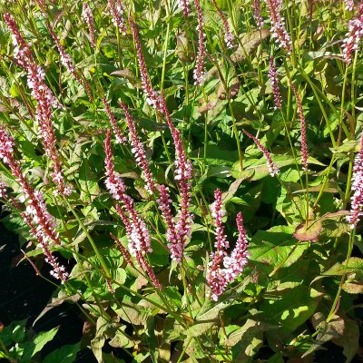 Bistorta amplexicaulis Rosea