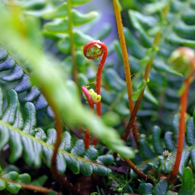 Blechnum spicant, Kambräken