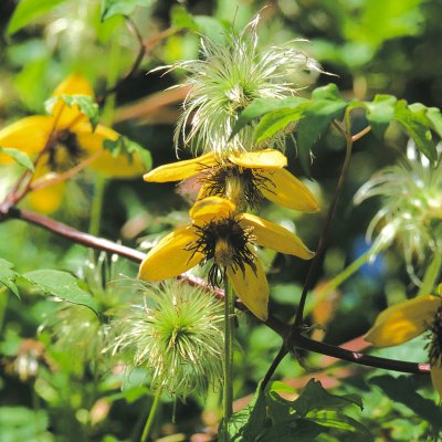 Clematis tangutica Golden Tiara ® (Kugotia)