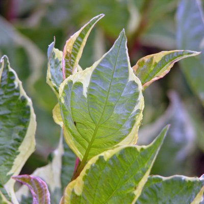 Cornus alba Cream Cracker ® / Bailhalo, Rysk Kornell, busk C3,5