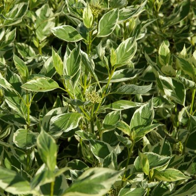 Cornus sericea White Gold