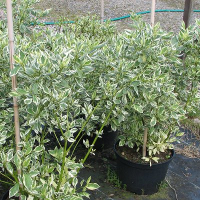 Cornus sericea White Gold