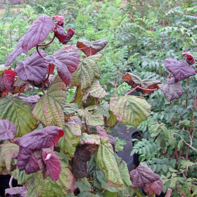 Corylus avellana Red Majestic ®, Blodhassel