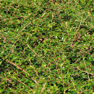 Cotoneaster suec. Skogholm, Skogholmsoxbär, 30-40 C2