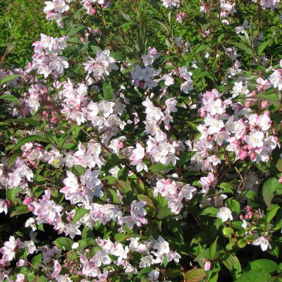 Rosendeutzia