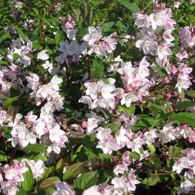 Rosendeutzia