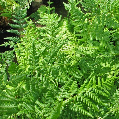 Dryopteris affinis Cristata (The King)