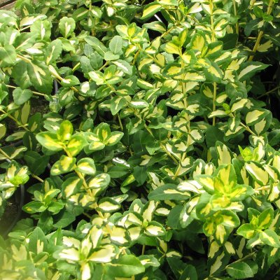 Euonymus fortunei Blondy ®