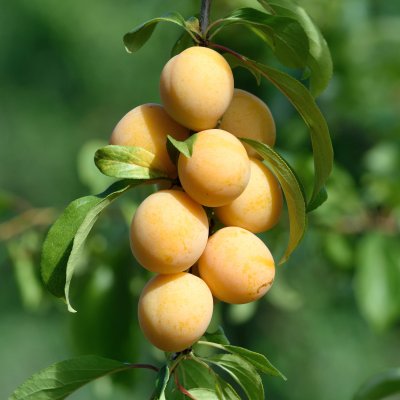 Körsbärsplommon, Podarok Sankt Peterburgu, stam P. cer 2 års co