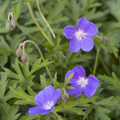 Geranium hybr. Brookside
