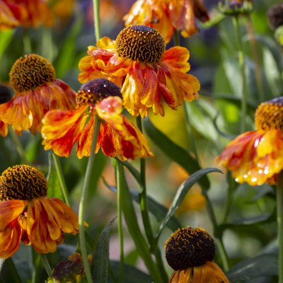 Helenium aut. hybr. Sahin´s Early Flowerer, Trädgårdssolbrud, SQ1
