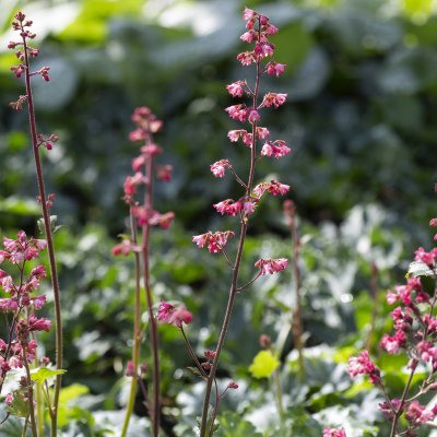 Heuchera hybr. Paris ®, Alunrot