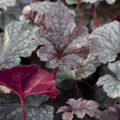 Heuchera hybr. Plum Pudding