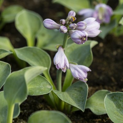Hosta hybr. Blue Mouse Ears, Funkia