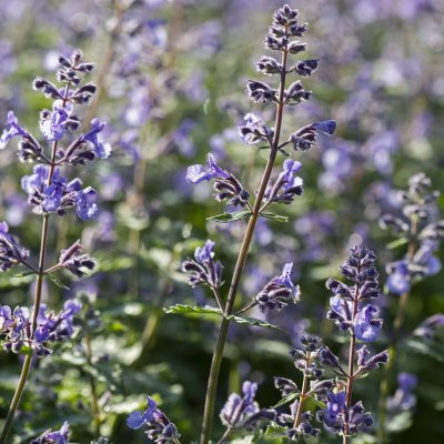 Nepeta faassenii Junior Walker ®, Kantnepeta / Kattmynta