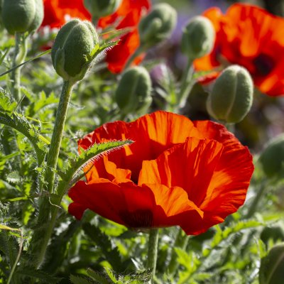 Papaver orientale Allegro, Jättevallmo, C11cm