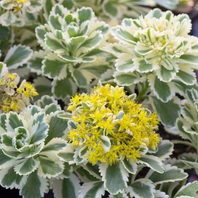 Phedimus takesimensis Atlantis ® (Nonsitnal), Ullungfetblad, C11cm