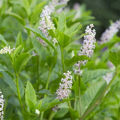 Phytolacca americana, Amerikanskt Kermesbär