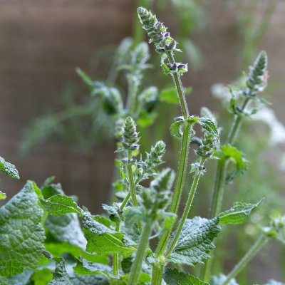Salvia pratensis