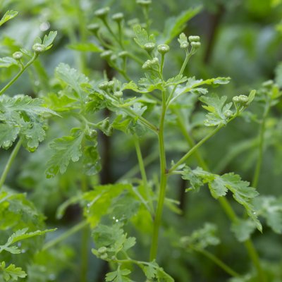 Tanacetum parthenium, Mattram