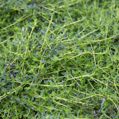 Thymus serpyllum Amadé