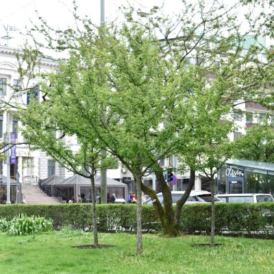 Malus Madonna