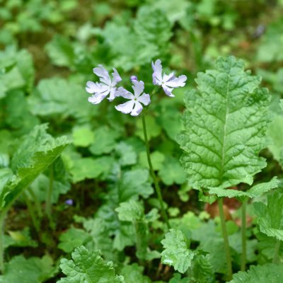 Primula sieboldii Violetta, Praktviva, P9cm