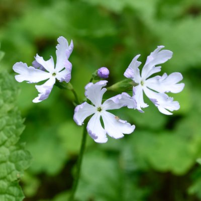 Primula sieboldii Violetta, Praktviva, P9cm
