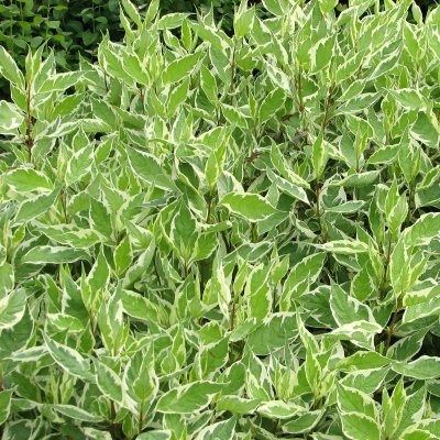 Cornus sericea White Gold