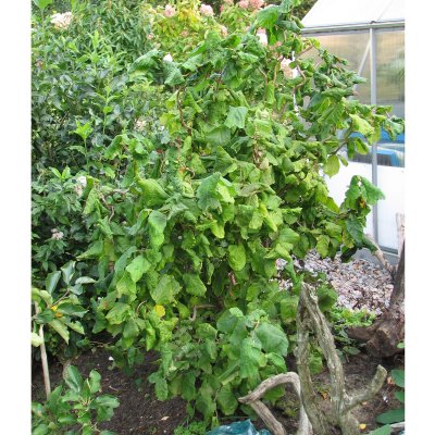 Corylus avellana Contorta, Ormhassel