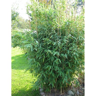 Fargesia murielae Jumbo, Bergbambu