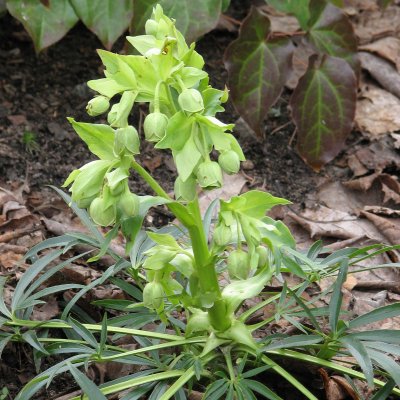 Helleborus orientalis