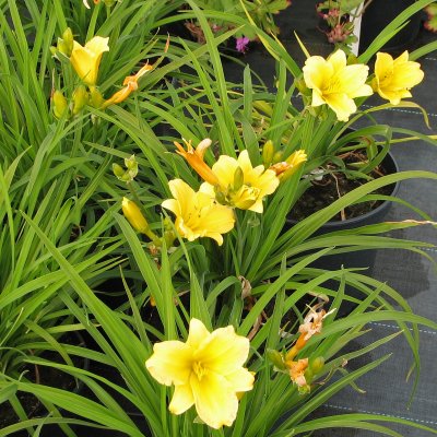 Hemerocallis hybr. Stella d´Oro, Daglilja, SQ1