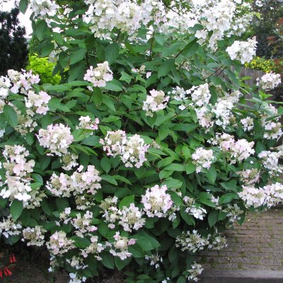 Hydrangea paniculata Pink Diamond, Vipphortensia