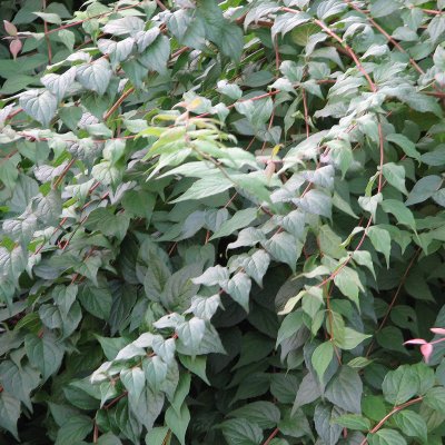 Kolkwitzia amabilis, Paradisbuske