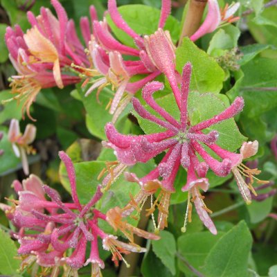 Lonicera x heckrottii Goldflame