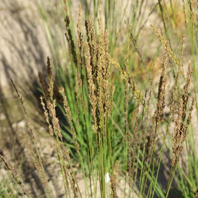Molinia caerulea Moorhexe, Blåtåtel