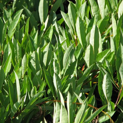 Prunus pumila var. depressa, Sandkörsbär