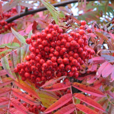 Rönn/Ullungrönn - Buskar - Trädgårdsväxter - Växter