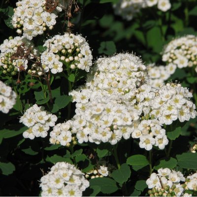 Spiraea betulifolia Tor, Björkspirea