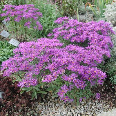 Aster amellus Veilchenkönigin