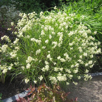 Luzula nivea, Silverfryle
