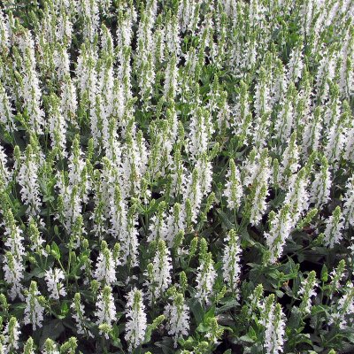 Salvia x sylvestris Schneehugel, Stäppsalvia/Skogssalvia