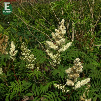 Sorbaria sorbifolia Pia E, Rönnspirea, busk C5