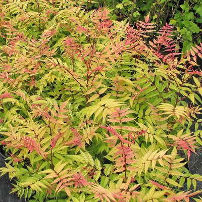 Sorbaria sorbifolia Sem ®, Rönnspirea