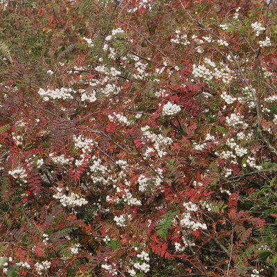 Sorbus koehneana, Pärlrönn, C5