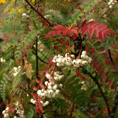 Sorbus koehneana, Pärlrönn, C5