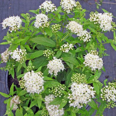 Spiraea japonica Albiflora, Höstspirea