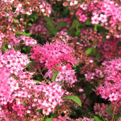 Spiraea japonica Sapho